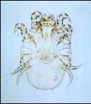 PestMgt_Itch mite